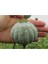 5 Adet Giganthemum Poppy Tohumu 4