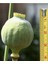 5 Adet Giganthemum Poppy Tohumu 5