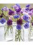 10 Adet Cornflower Mix Tohumu 3