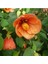 10 Adet Kavun Içi Renkli Abutilon Hybridum Çiçek Tohumu Ithal 1