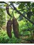 10 Adet Dark Olive Naga Brain Biber Tohumu 4