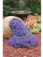20 Adet Blue Line Aubrieta Tohumu 1