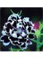 10 Adet Dianthus Heddewigii Black White Carnation Tohumu 1