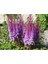 30 Adet Mıxed Colors Astılbe Bunter Tohumu 3