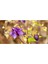 10 Adet Rare Variegated Columbine Tohumu 2