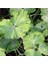 10 Adet Rare Variegated Columbine Tohumu 3
