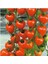 Çilek Domatesi Tohumu 10 Adet Tohum Tometoberry Domates Tohumu 2