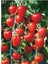 Çilek Domatesi Tohumu 10 Adet Tohum Tometoberry Domates Tohumu 3