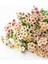 20 Adet Cherry Caramel Phlox Tohumu 1