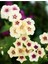 20 Adet Cherry Caramel Phlox Tohumu 2