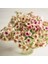 20 Adet Cherry Caramel Phlox Tohumu 3