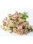 20 Adet Cherry Caramel Phlox Tohumu 5