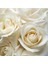 5 Adet White Rose Gül Tohumu 3