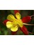 10 Adet Columbine Aquilegia Vulgaris Tohumu 1