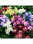 10 Adet Columbine Aquilegia Vulgaris Tohumu 2