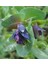 5 Adet Blue Shrımp Plant Tohumu 2