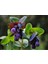 5 Adet Blue Shrımp Plant Tohumu 3