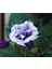 10 Adet Black Currant Swirl Trumpet Tohumu 1