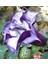 10 Adet Black Currant Swirl Trumpet Tohumu 2