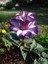 10 Adet Black Currant Swirl Trumpet Tohumu 3
