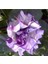 10 Adet Black Currant Swirl Trumpet Tohumu 4