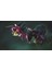 5 Adet Black Columbine Tohumu 1