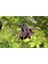 5 Adet Black Columbine Tohumu 2