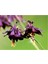 5 Adet Black Columbine Tohumu 3