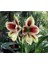 10 Adet Çift Renk Amaryllis Vittata Tohumu 1