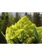 20 Adet Alaska Karnabahar Tohumu 3