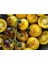 10 Adet Bumblebee Domates Tohumu 1