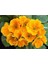Turuncu Çuha Çiçeği Tohumu 10 15 Adet 1