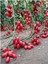 Zeytin Cherry Domates Tohumu Ortalama 25+ Tohum 1
