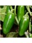 20 Adet Kırmızı Jalapeno Biber Tohumu 3