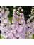 10 Adet Giant Blooms Delphinium Soft Pink Tohumu 1