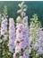 10 Adet Giant Blooms Delphinium Soft Pink Tohumu 2