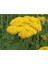 10 Adet Gold Yarrow Wildflower Tohumu 1