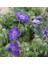 10 Adet Fama Deep Blue Scabiosa Tohumu 2