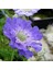 10 Adet Fama Deep Blue Scabiosa Tohumu 3