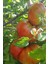 Bursa Yayla Domatesi Tohumu / 5+ Adet Tohum 2