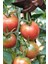 Bursa Yayla Domatesi Tohumu / 5+ Adet Tohum 3