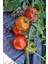 Bursa Yayla Domatesi Tohumu / 5+ Adet Tohum 4