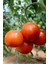 Bursa Yayla Domatesi Tohumu / 5+ Adet Tohum 5