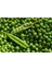 10 Adet Pea (Bezelye) Tohumu 1