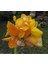 5 Adet Yellow Canna Lıly Tohumu 2
