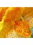 5 Adet Yellow Canna Lıly Tohumu 3