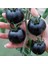 20 Adet Indigo Rose Domates Tohumu 1