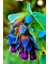 10 Adet Cerinthe Major, Pride Of Gibraltar, Honeywort Tohumu 1