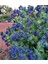 10 Adet Cerinthe Major, Pride Of Gibraltar, Honeywort Tohumu 3