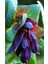 10 Adet Cerinthe Major, Pride Of Gibraltar, Honeywort Tohumu 4
